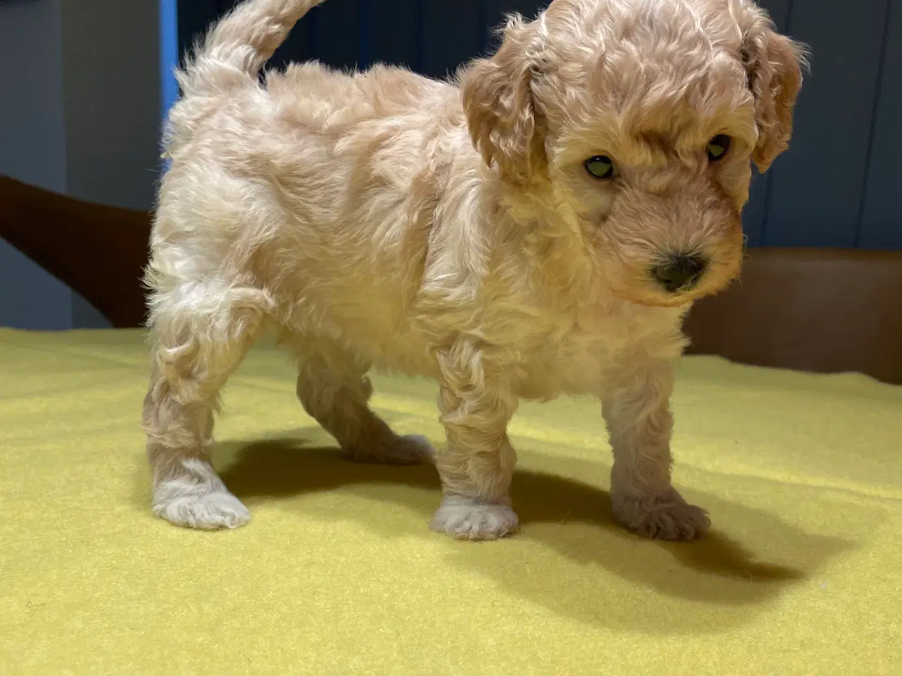 Billede 7 - Puddel hvalpe