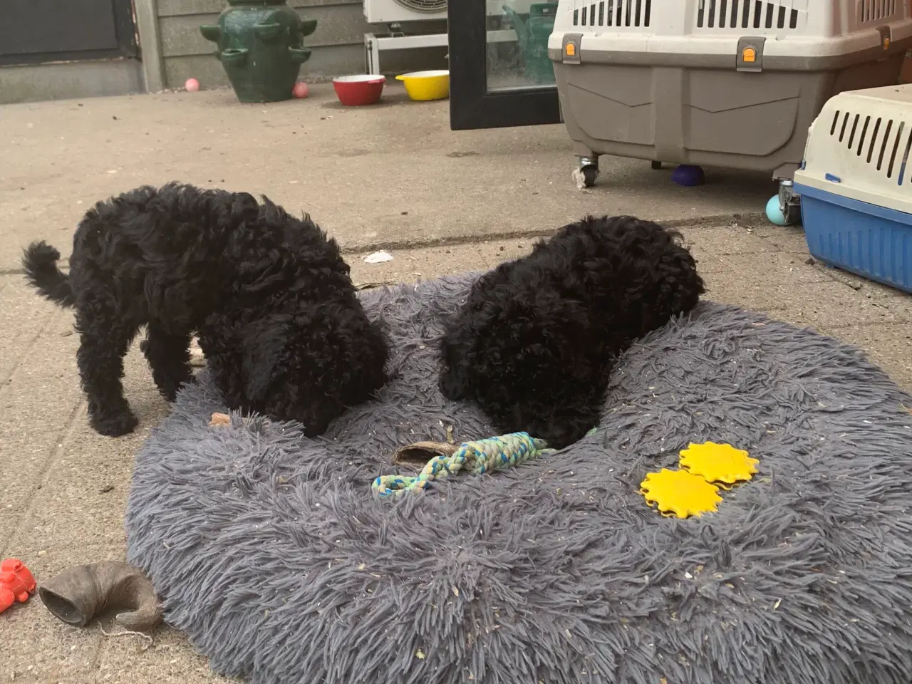 Billede 6 - Mini Golden Doodle F1B babyer 