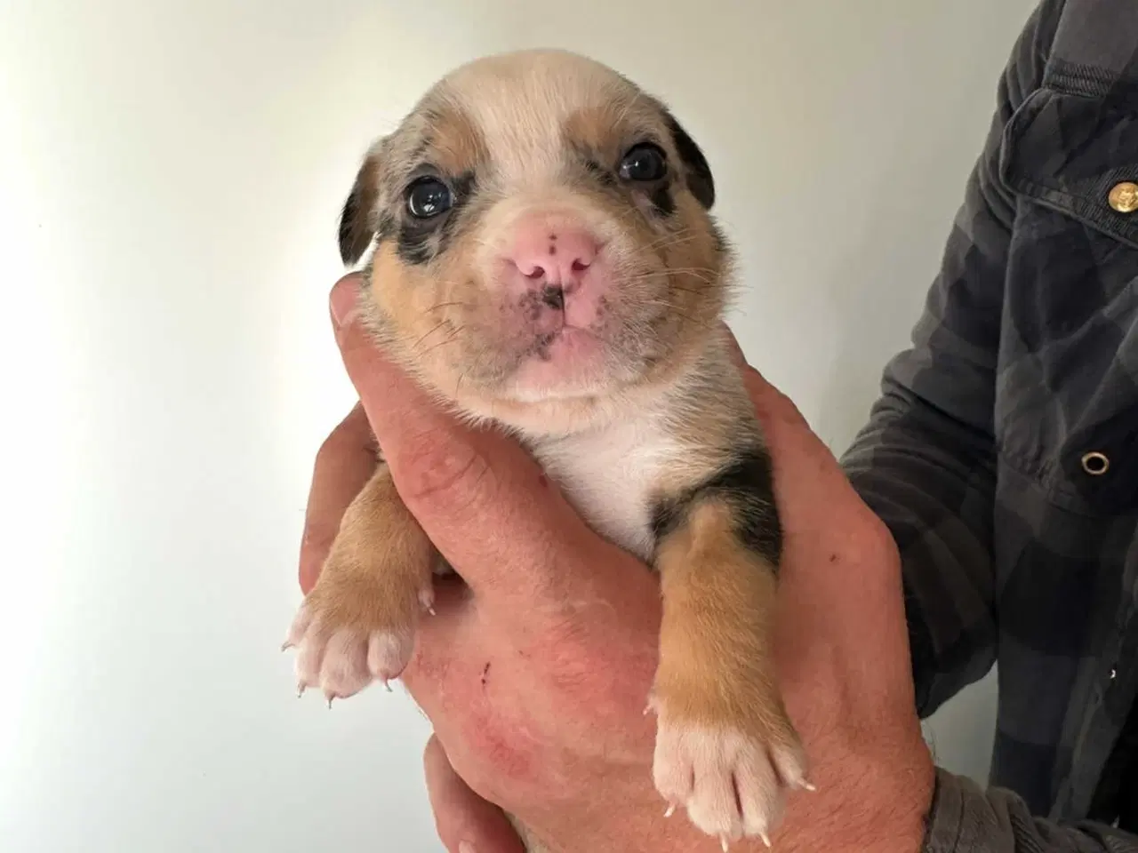 Billede 6 - Bull-Aussie