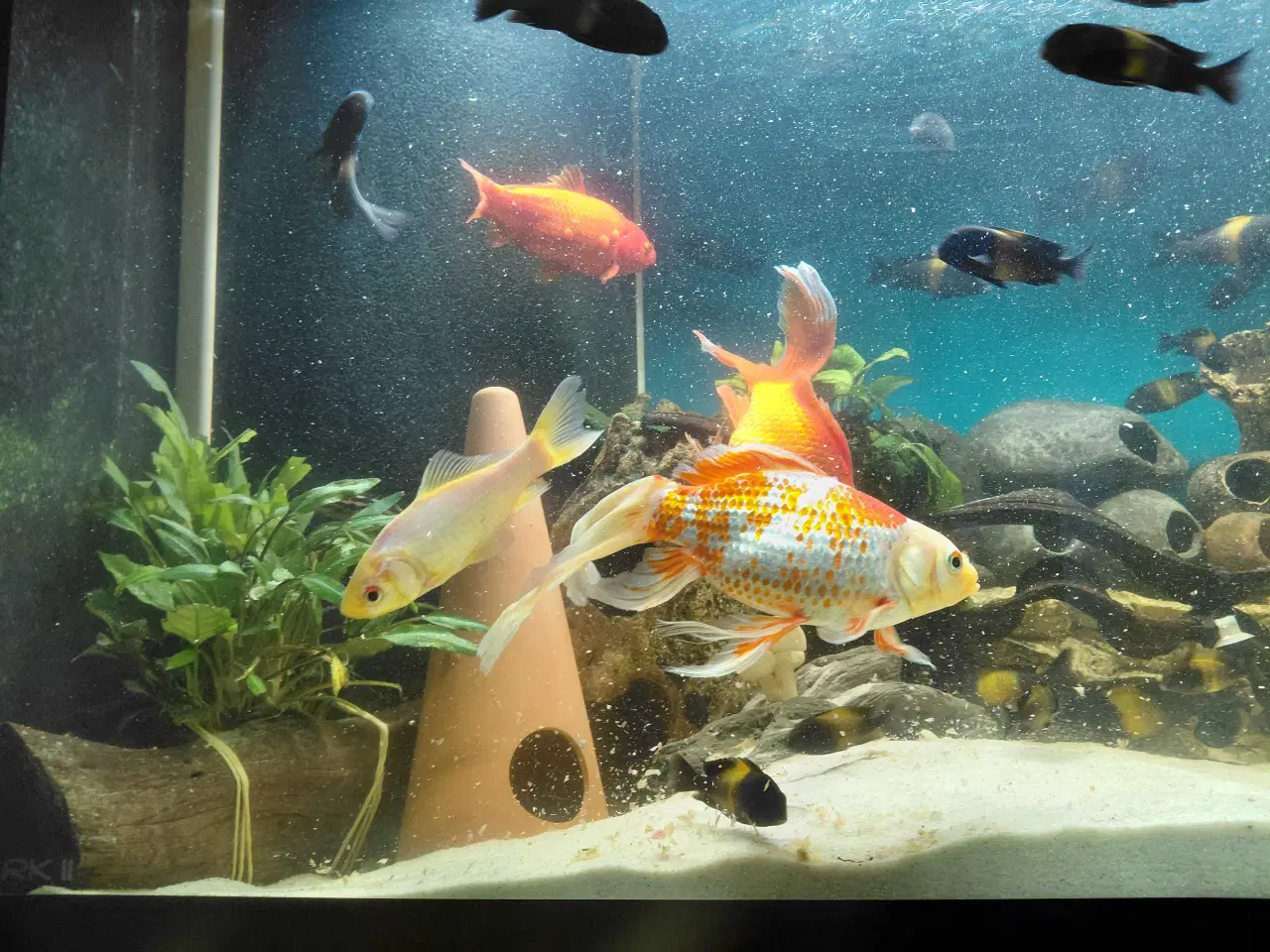 Billede 6 - guldfisk