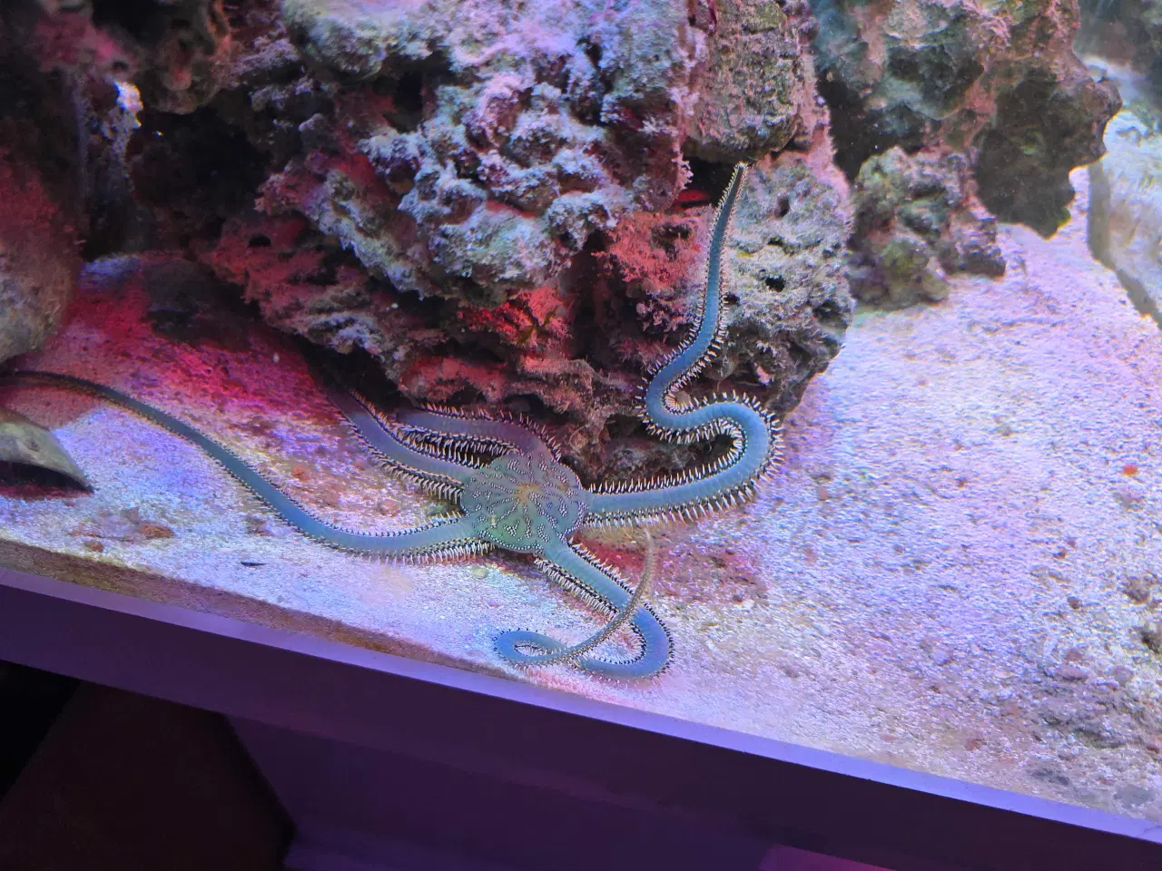 Billede 8 - 450l saltvands akvarium