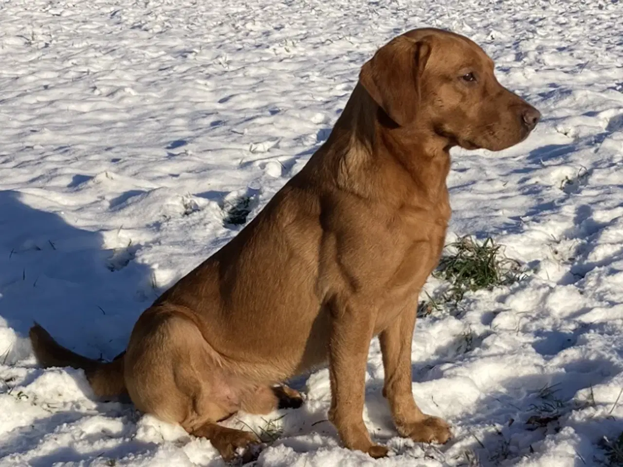Billede 1 - Fox red labrador