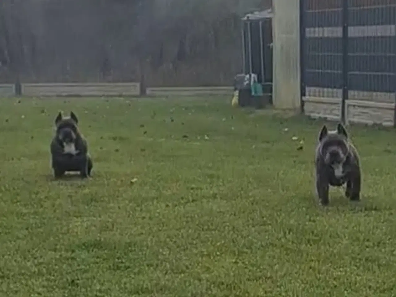 Billede 8 - American bully pocket abkc Pige 