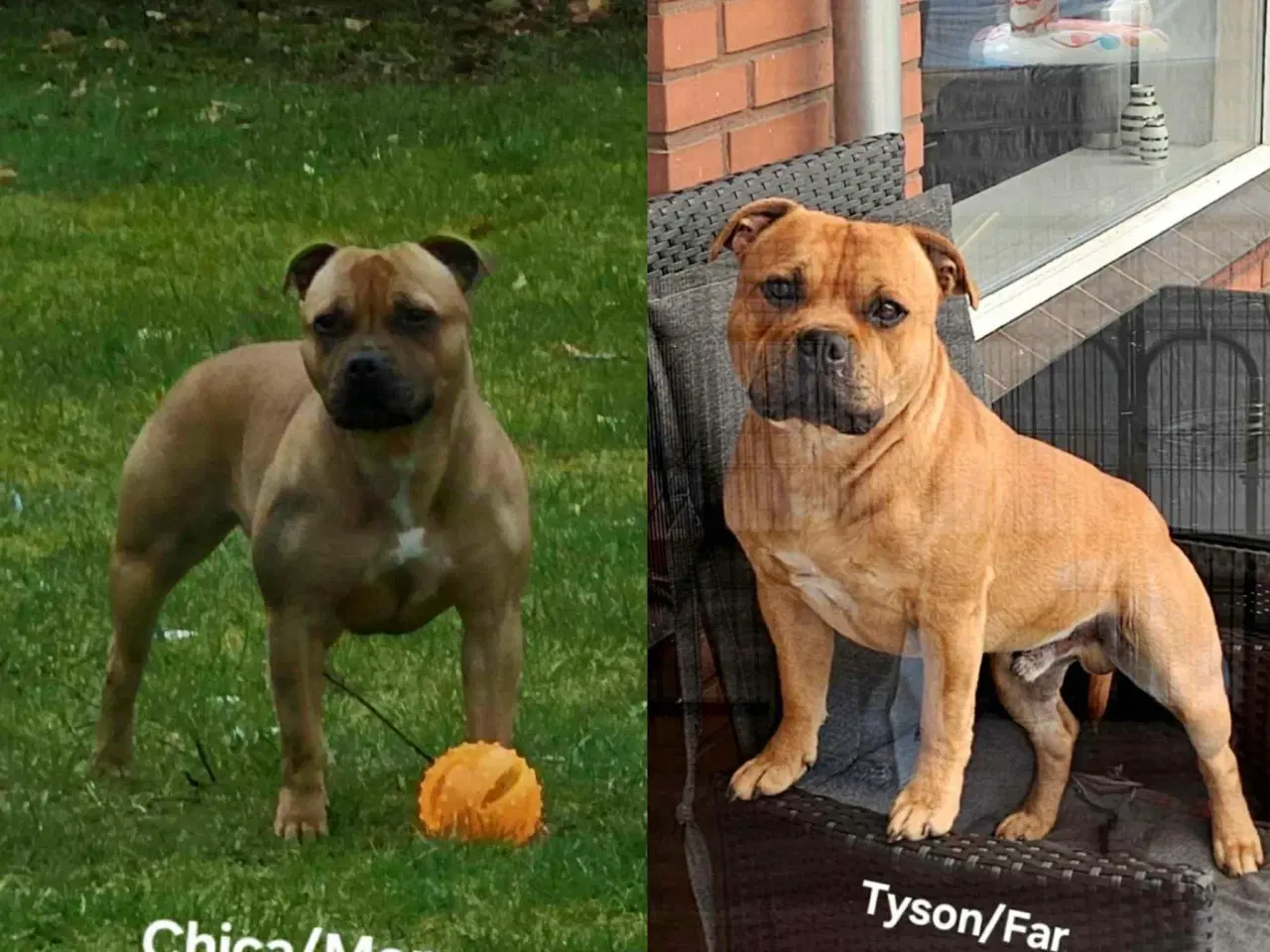Billede 11 - 🐾 Staffordshire Bull Terrier hvalpe m. stamtavle
