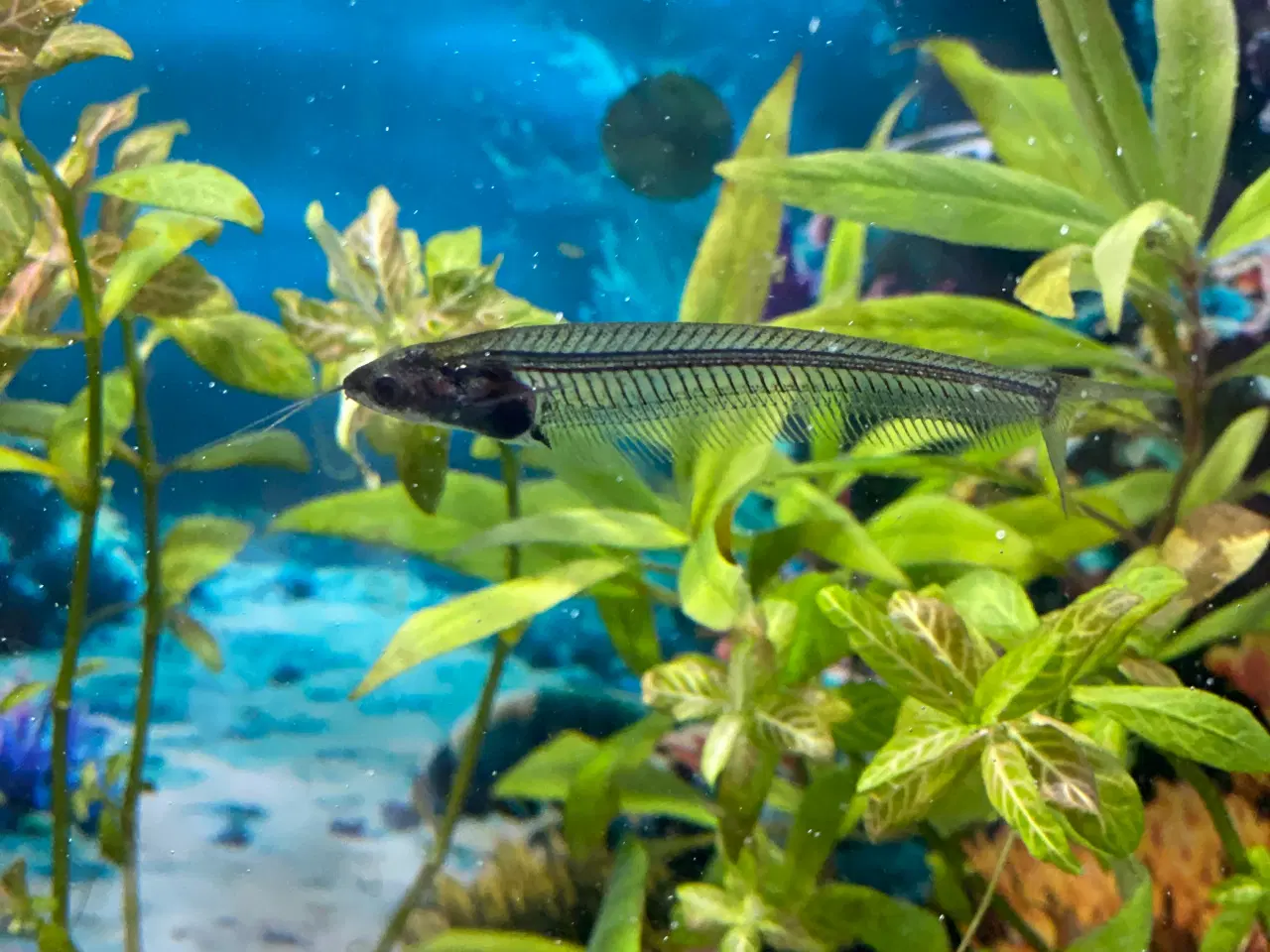 Billede 1 - Glas maller sælges