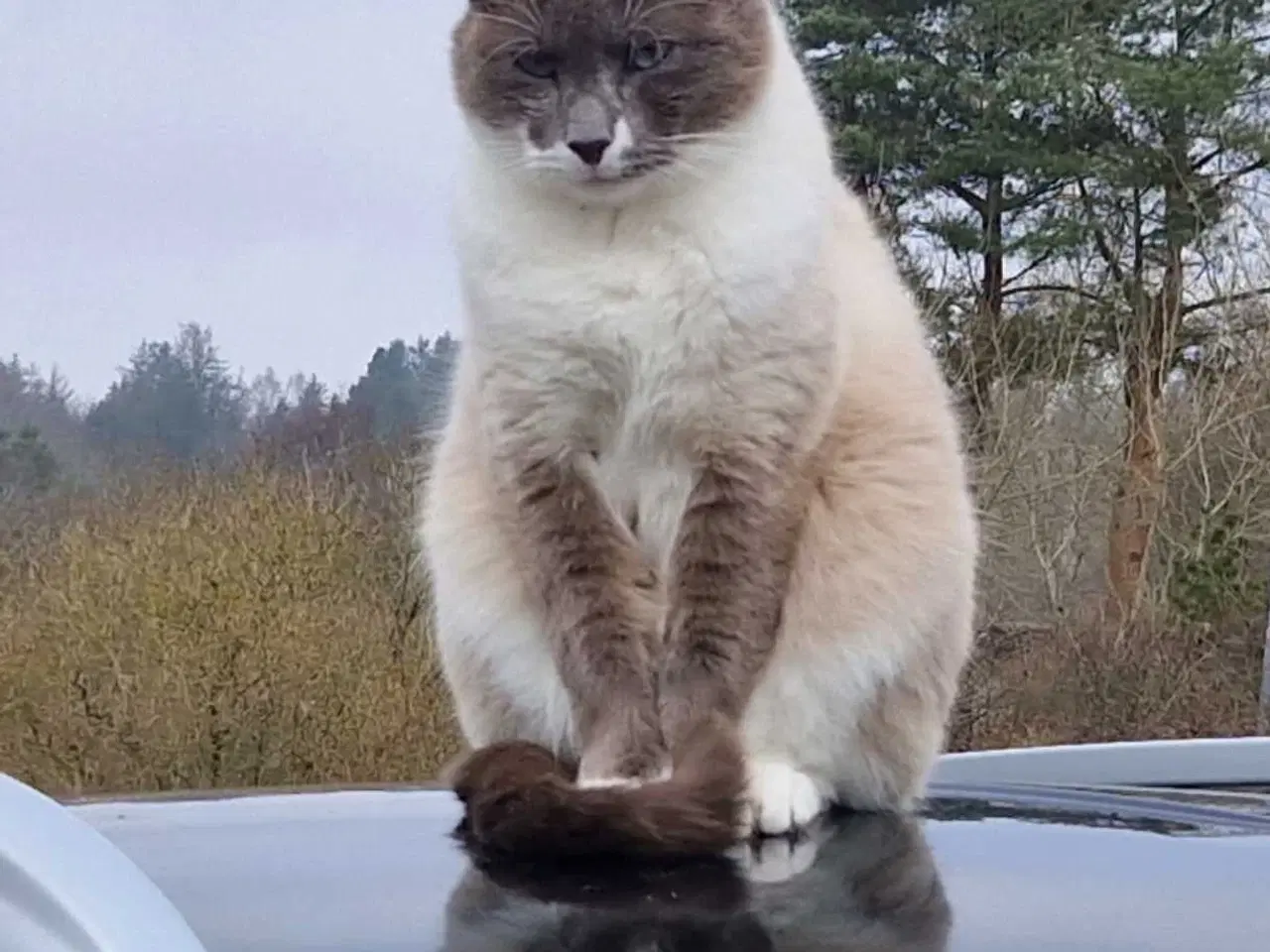 Billede 9 - Ragdoll / Hellig Birma / blanding