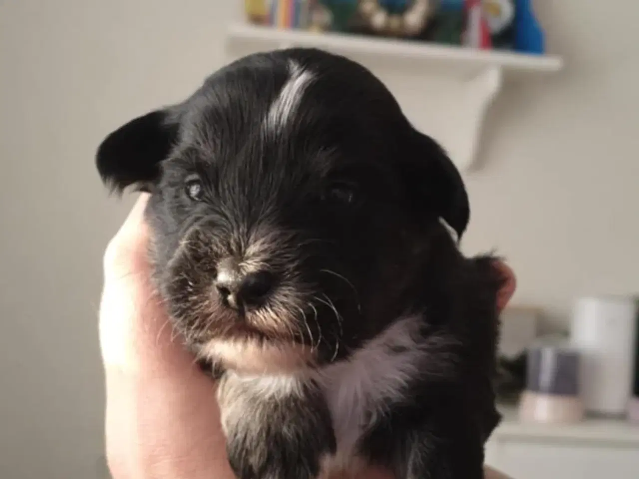 Billede 5 - Sælger Bichon Havanais kvalpe