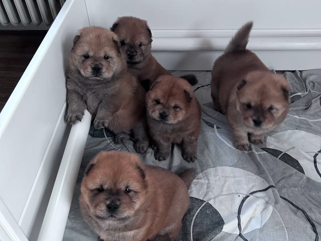 Billede 3 - Chowchow 
