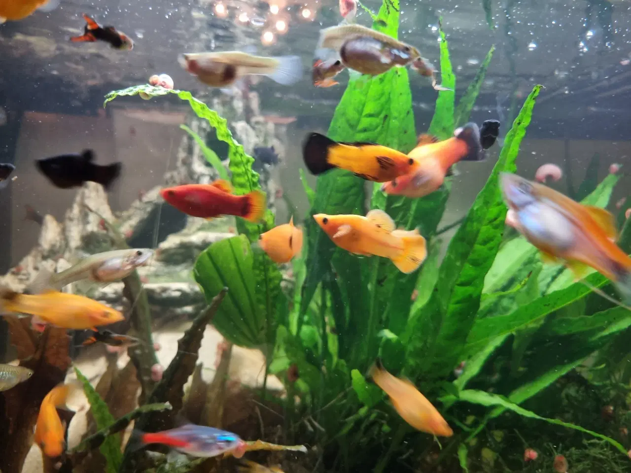 Billede 1 - Molly og guppy