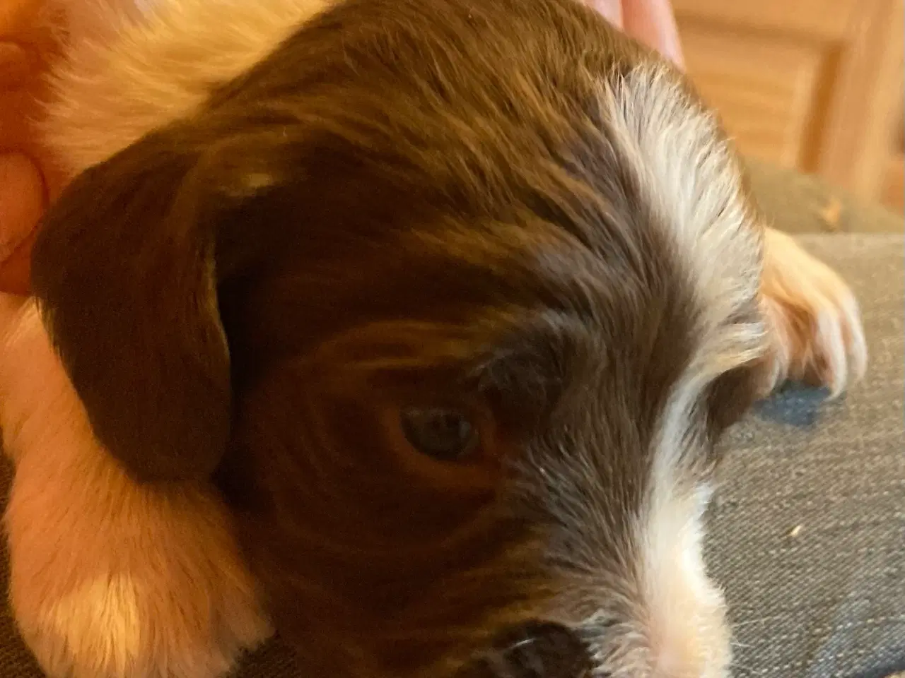 Billede 6 - Engelske Springer Spaniel