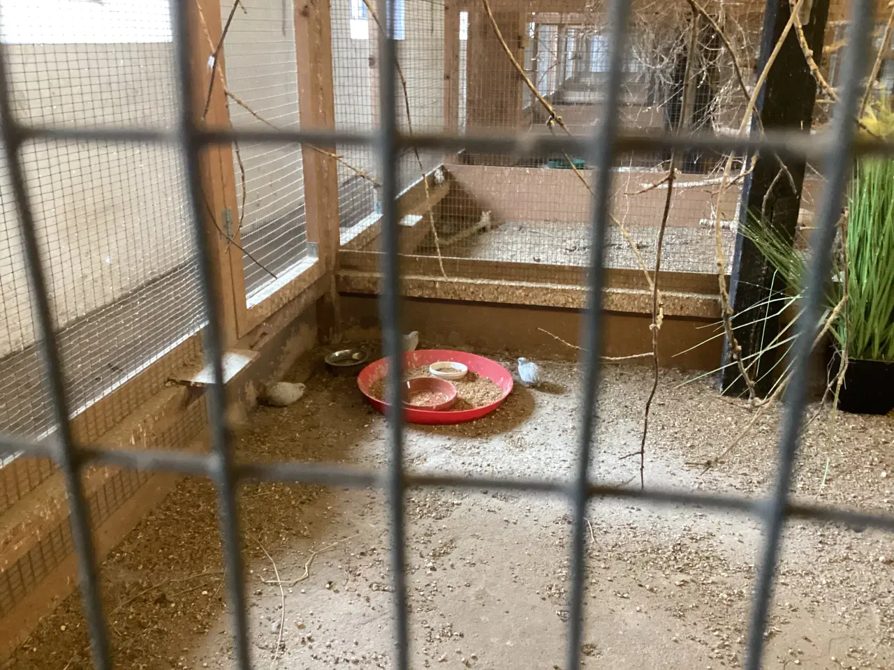 Billede 1 - Kin vagtler 1,1