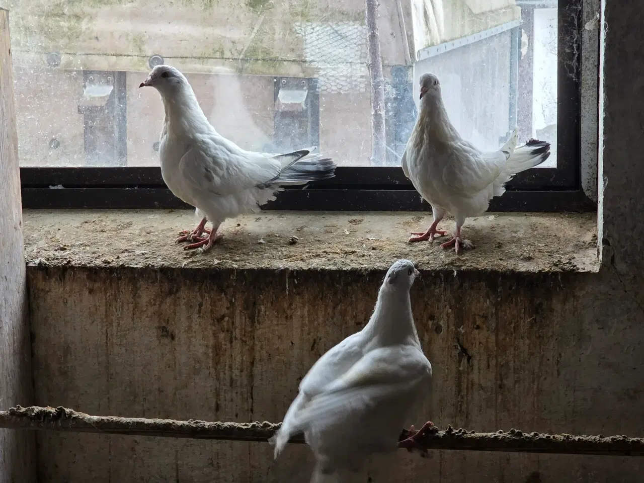 Billede 2 - Blandede duer