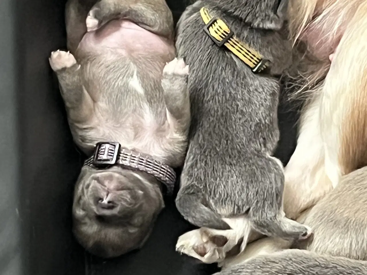 Billede 5 - Kærlighed og Charme: Skønne Pomchi-Hvalpe