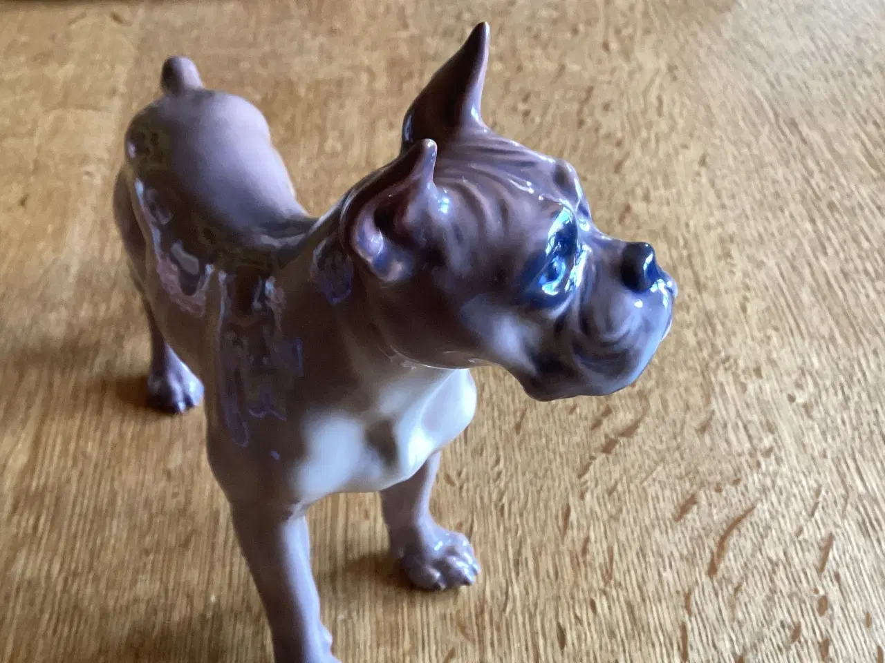 Billede 3 - DJ Bokser Hund