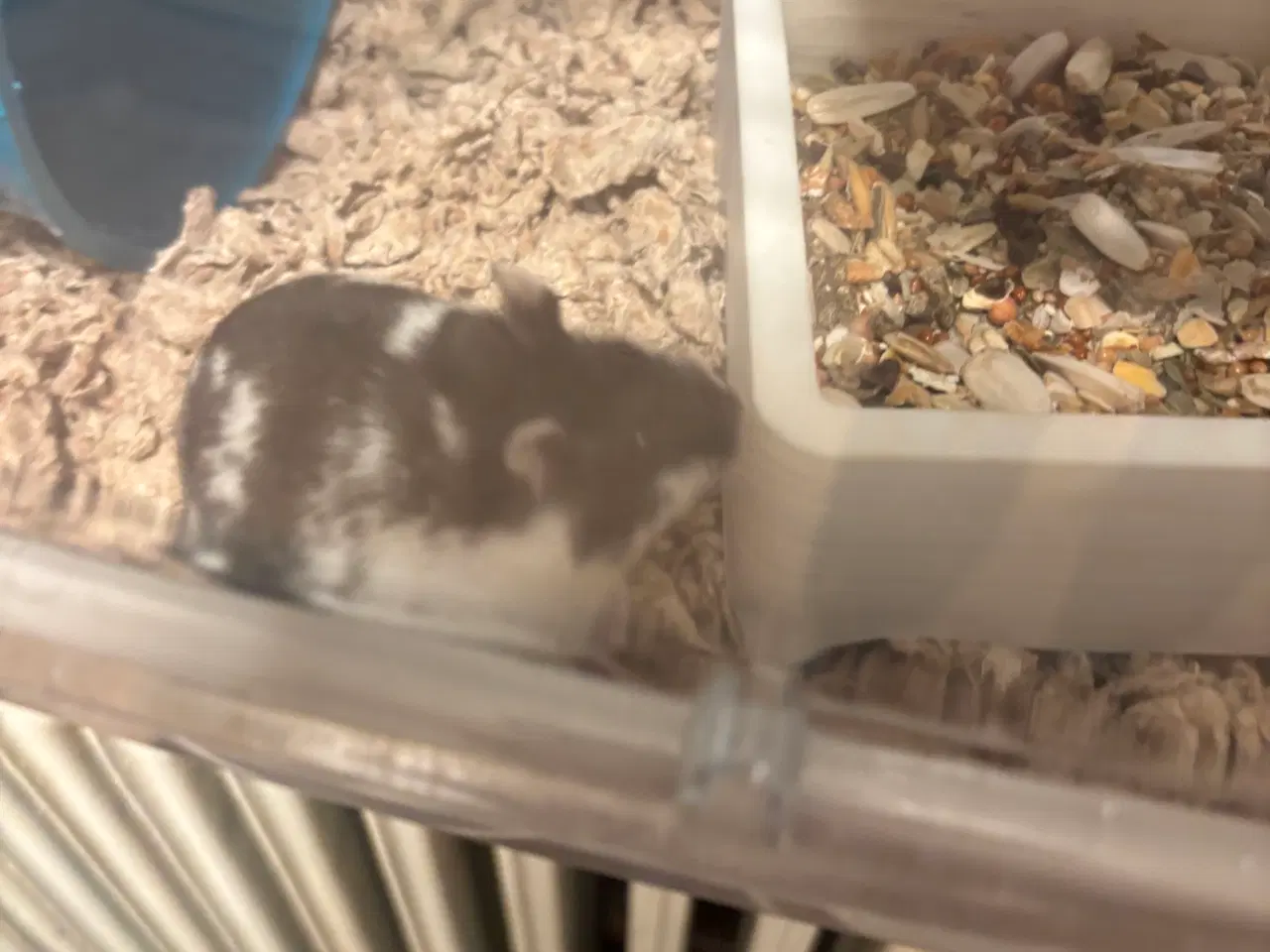 Billede 4 - Guldhamster