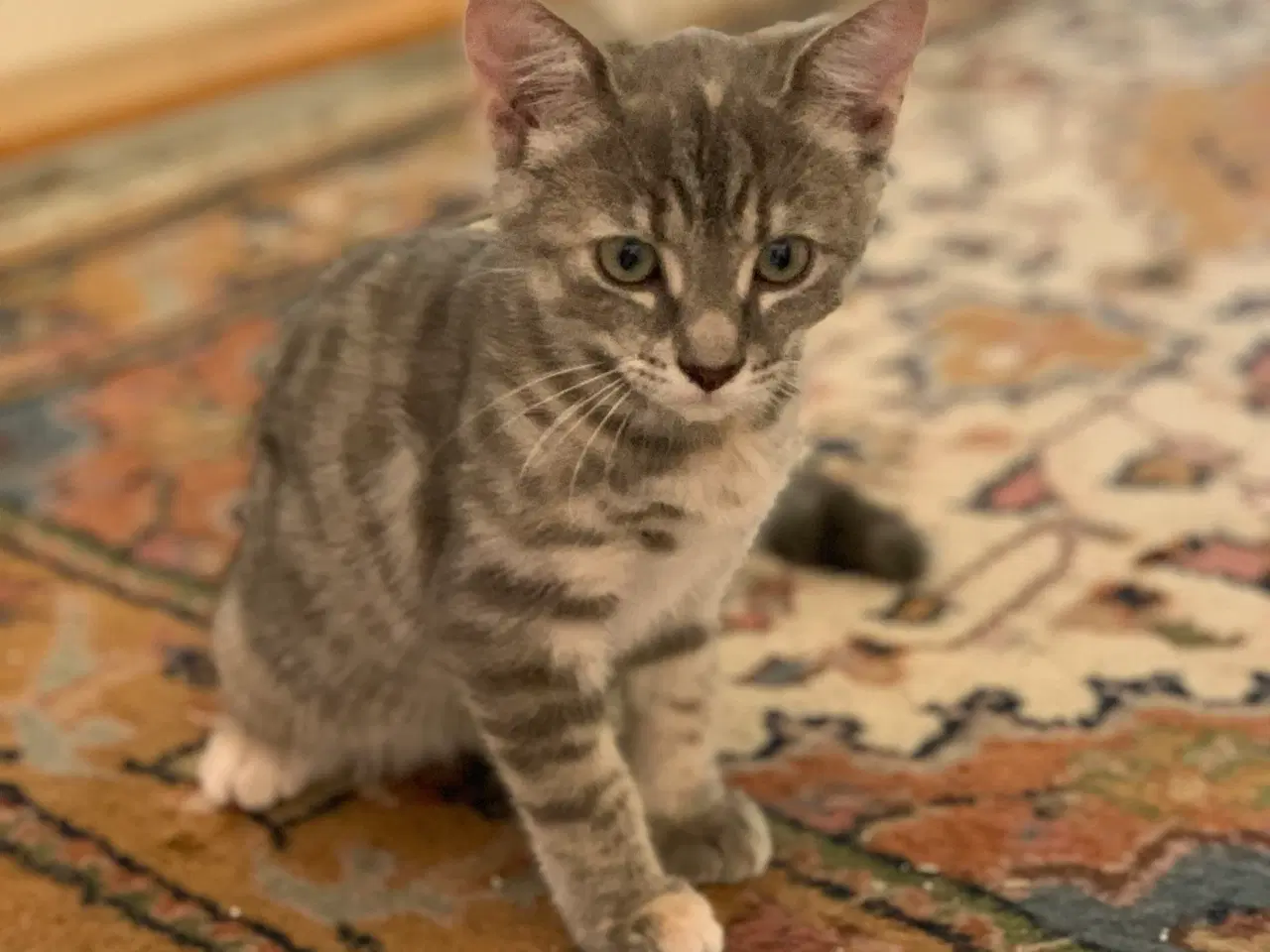 Billede 1 - 25 % mainecoon killinger sælges