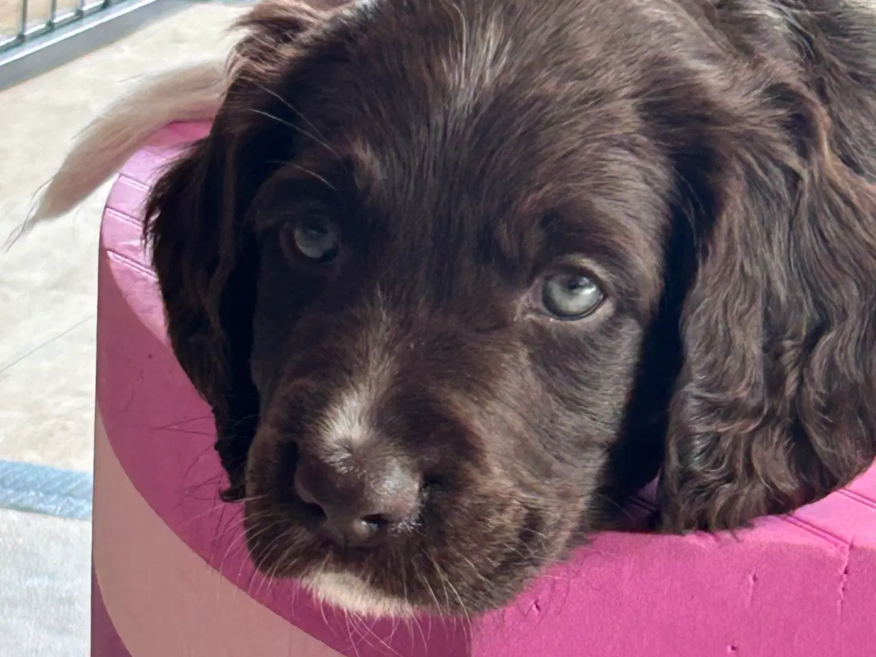 Billede 3 - Kleiner Münsteländer hvalpe