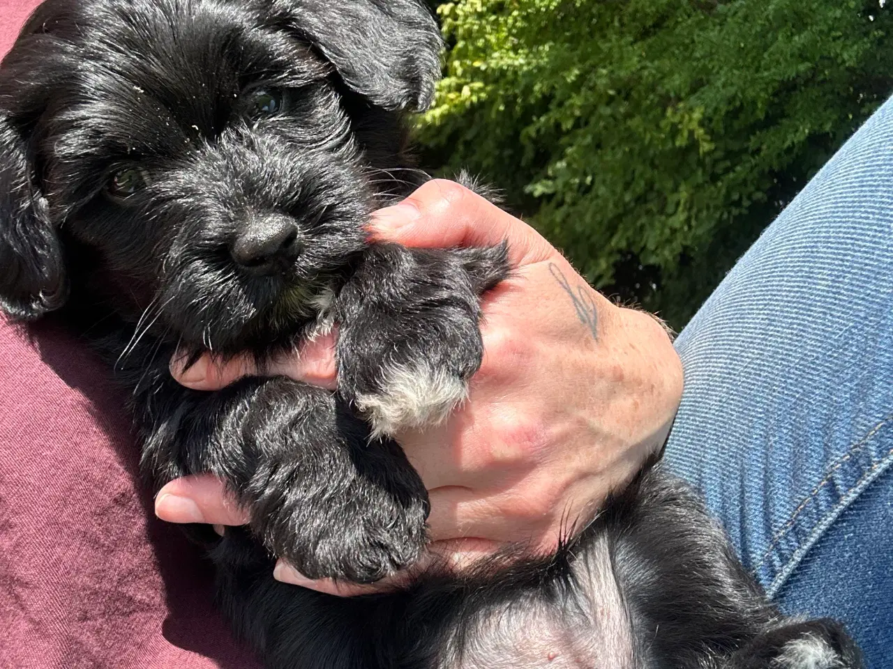 Billede 5 - Bichon Havanais hvalp