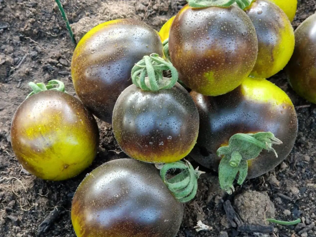 Billede 3 - 275 tomatsorter - Frø!!