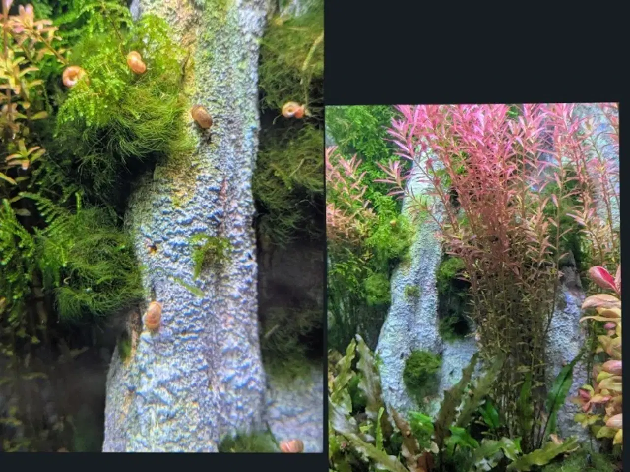 Billede 9 - Juwel akvarie 125L