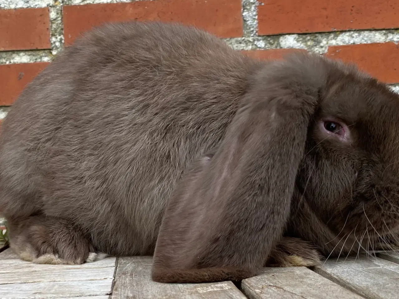 Billede 2 - FRANSK VÆDDER HUN HAVANA