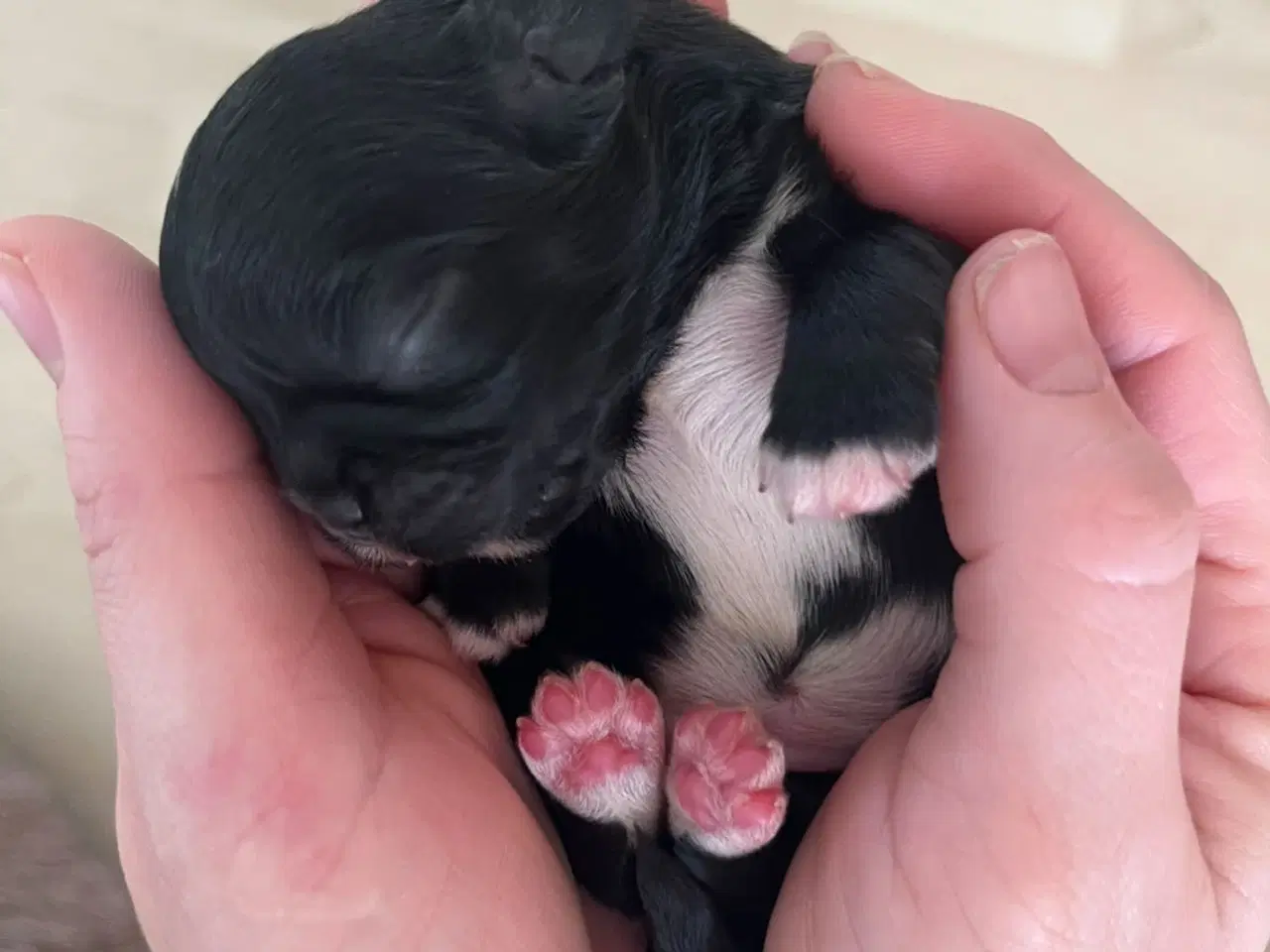 Billede 4 - Shih Tzu hvalp 🐶 