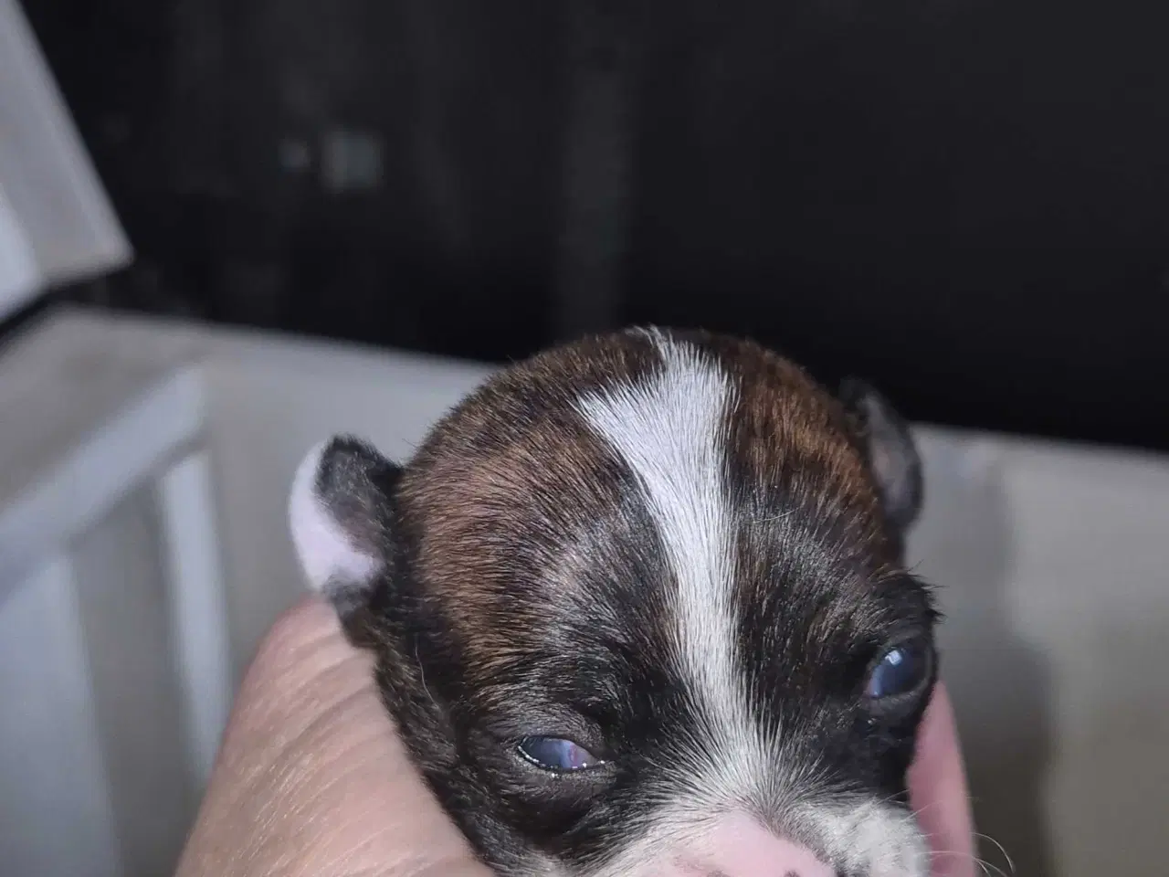 Billede 5 - Små chihuahua