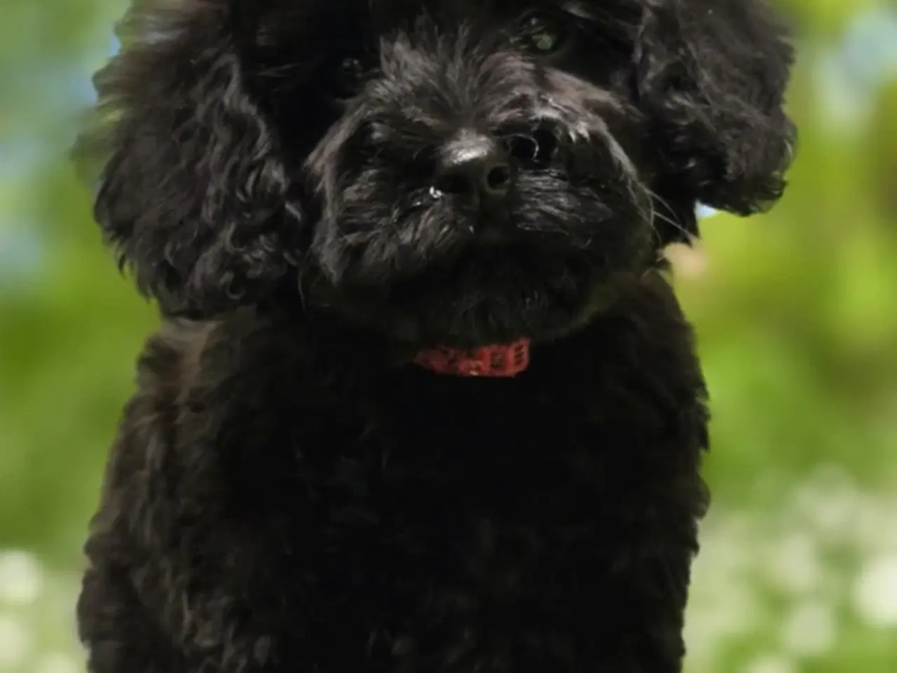 Billede 3 - Doxiepoo F1B