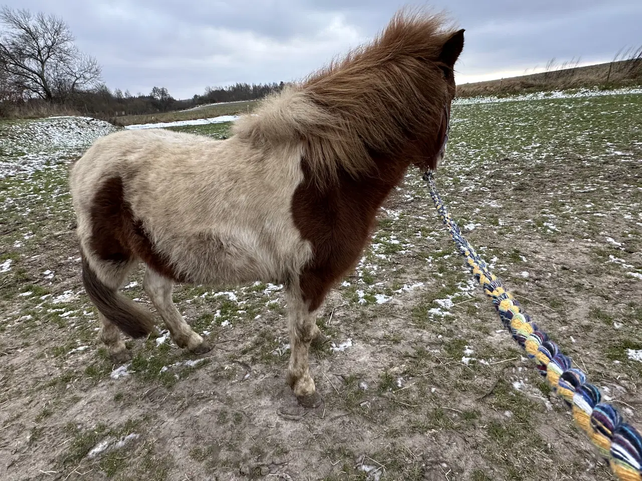 Billede 6 - Super sød shetlands hoppe på snart 3 år