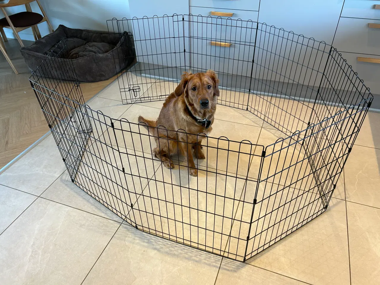 Billede 1 - Hvalpegård / bur - H: 76 cm