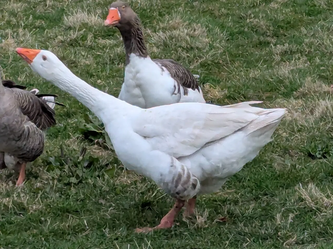 Billede 3 - Gåse par  +  en gratis 