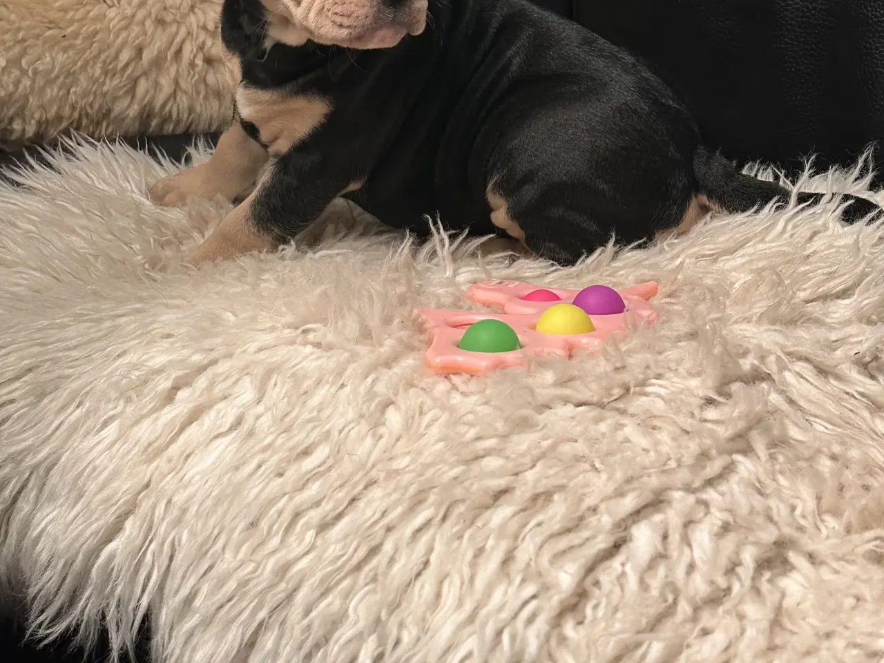 Billede 1 - Old english bulldog