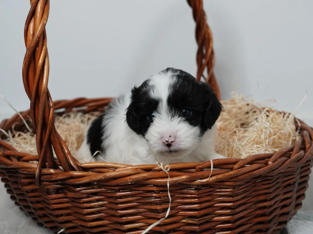 Billede 4 - Coton poo hvalpe