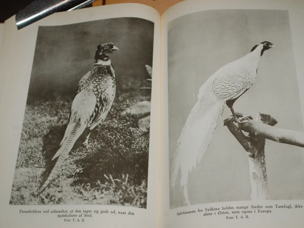 Billede 2 - Ingvard Lierkind