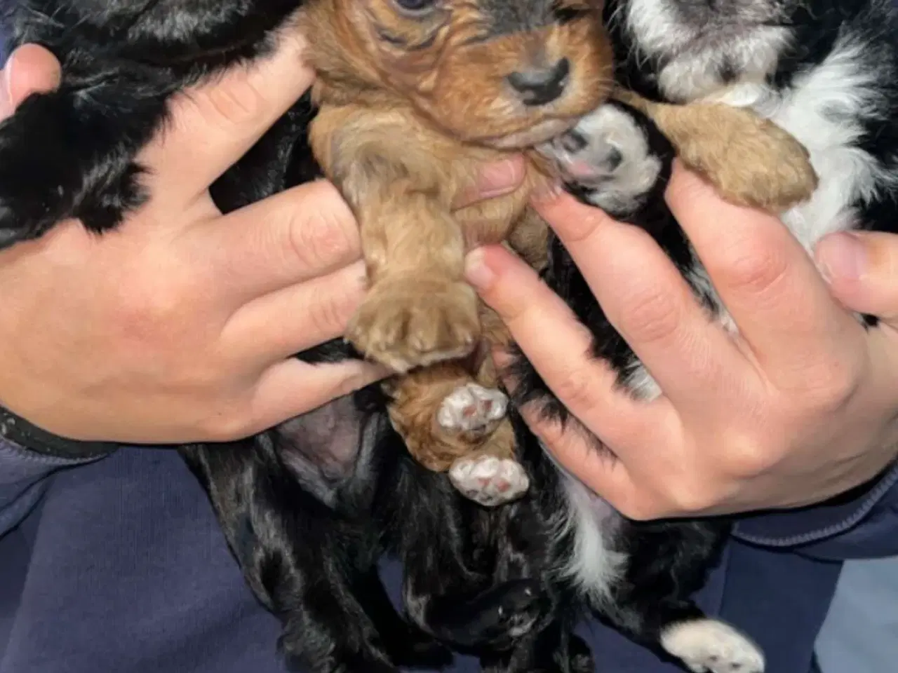 Billede 9 - Hundehvalp Yorkshire terrier/Dværgpuddel