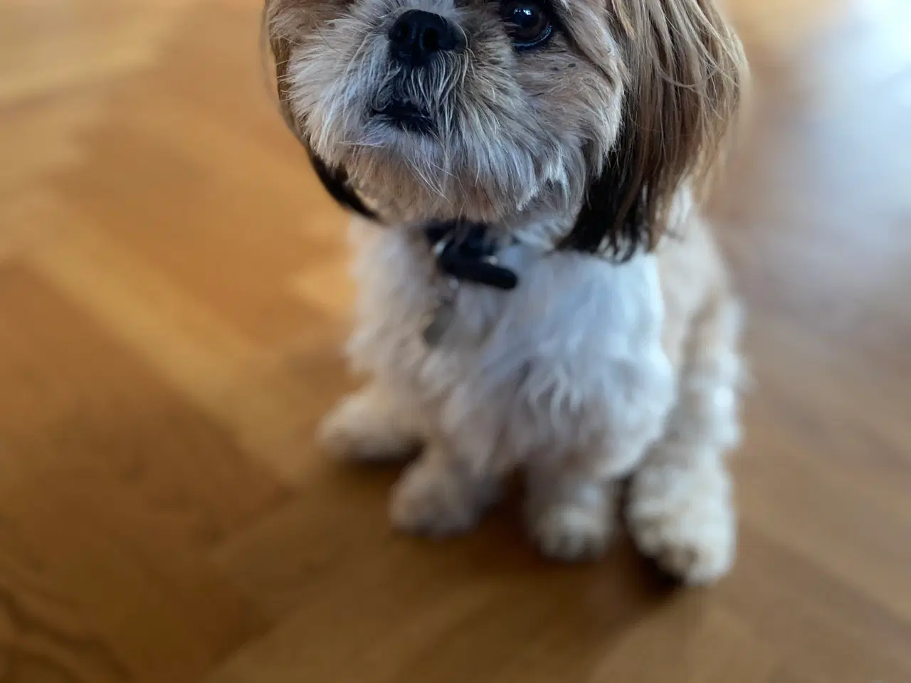 Billede 4 - Boomer (Shih Tzu / Malteser)