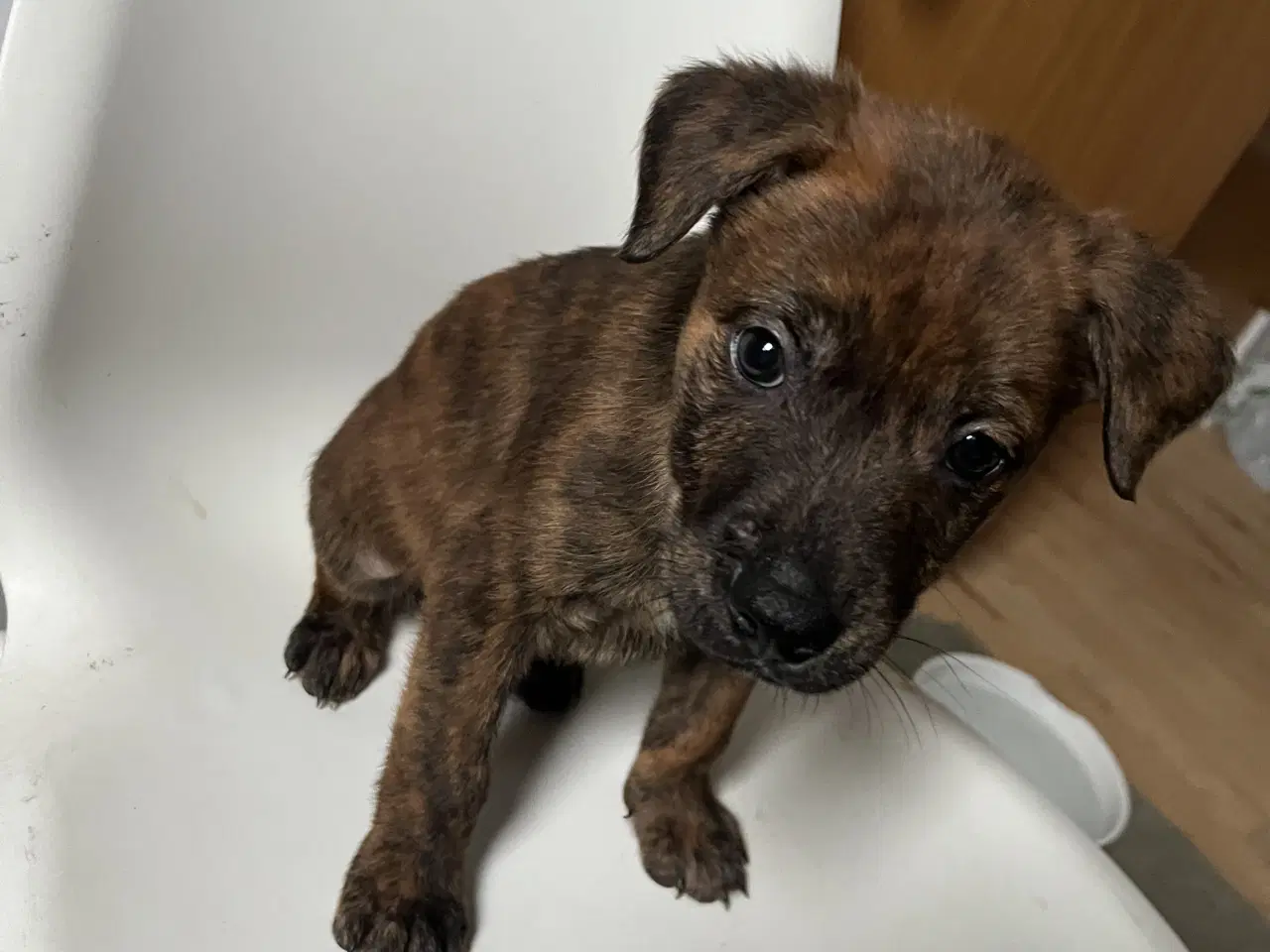 Billede 7 - 5 skønne hvalpe søger nyt, kærligt hjem 🐶 