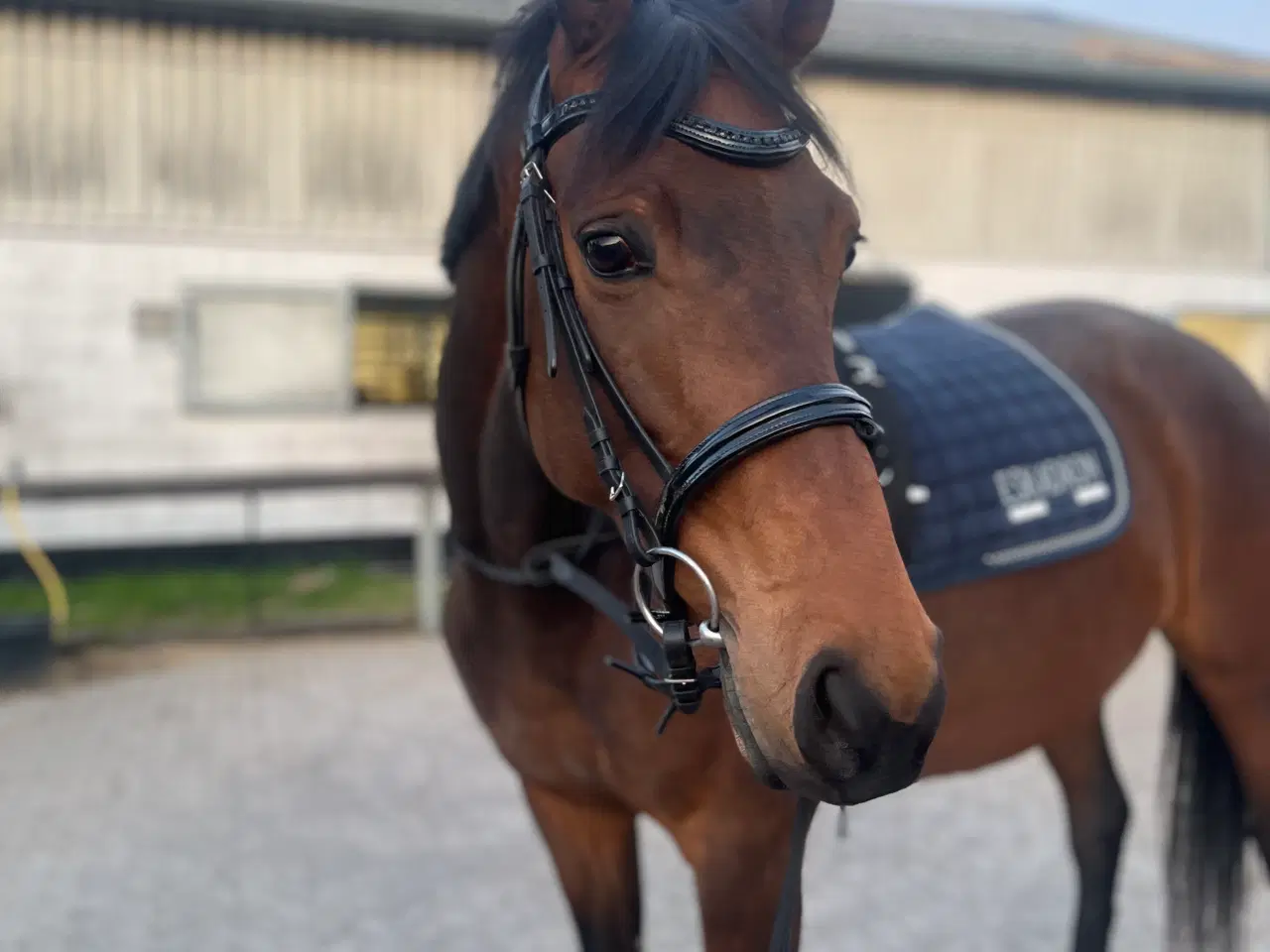 Billede 2 - Smuk hest sælges