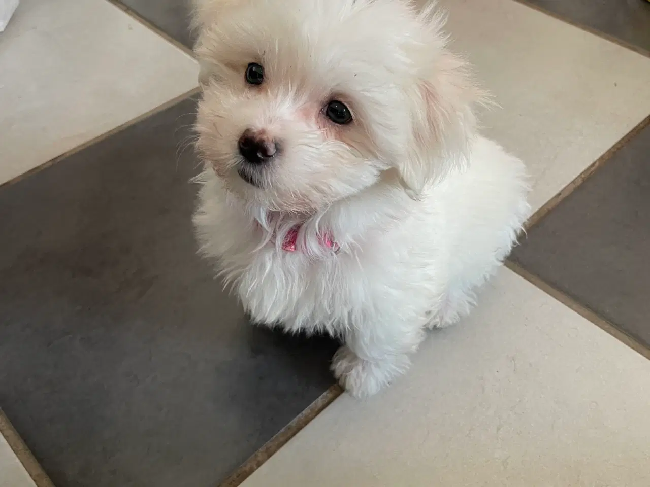 Billede 2 - Havapoo/ malteser