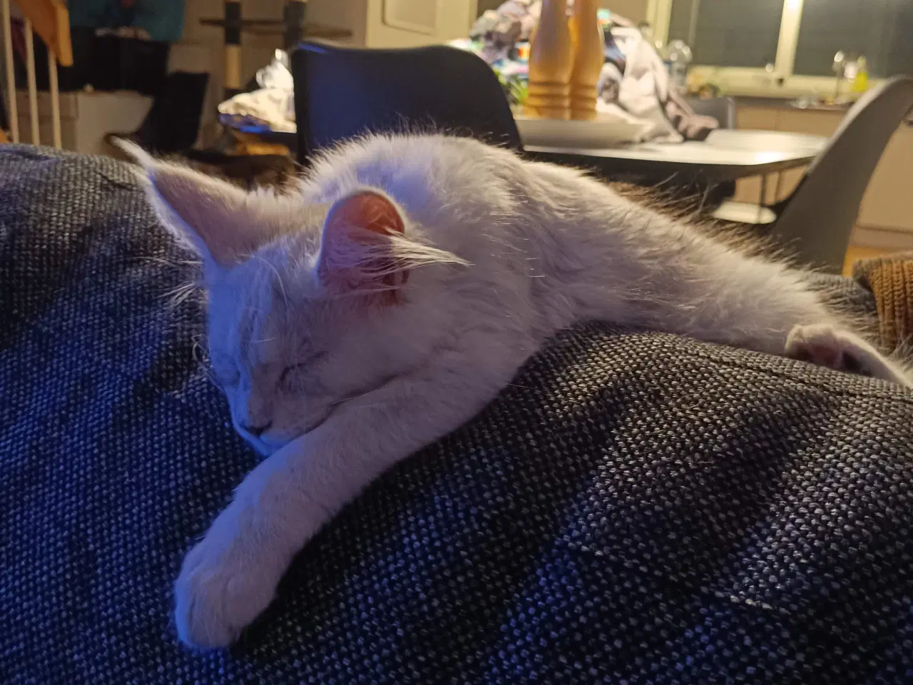 Billede 9 - Maine coon pige
