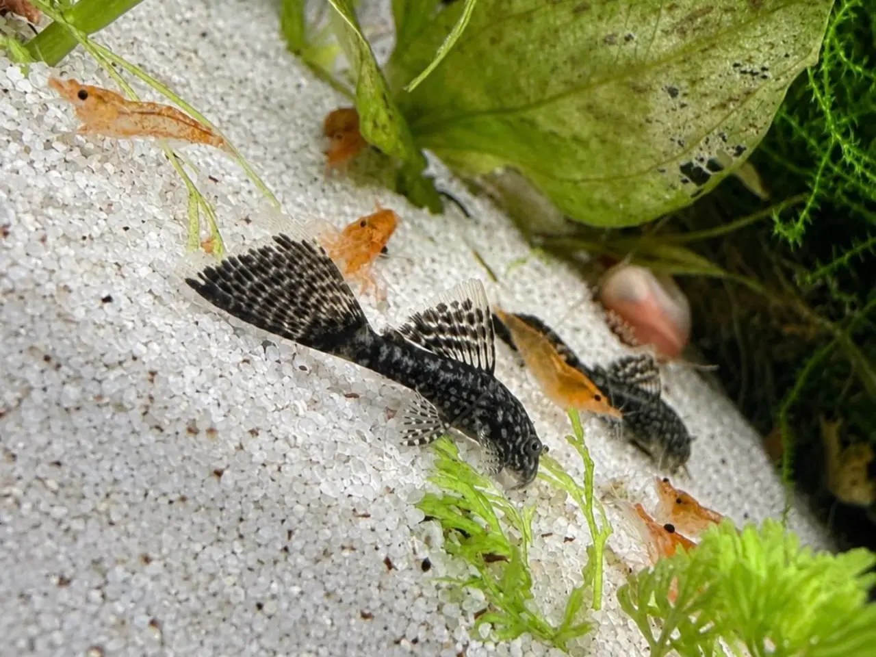 Billede 7 - 🖤Ancistrus / Bristlenose Pleco Longfin – Unger 