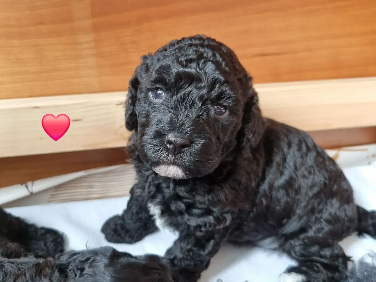 Billede 1 - Dejlige havapoo søger kærligt hjem