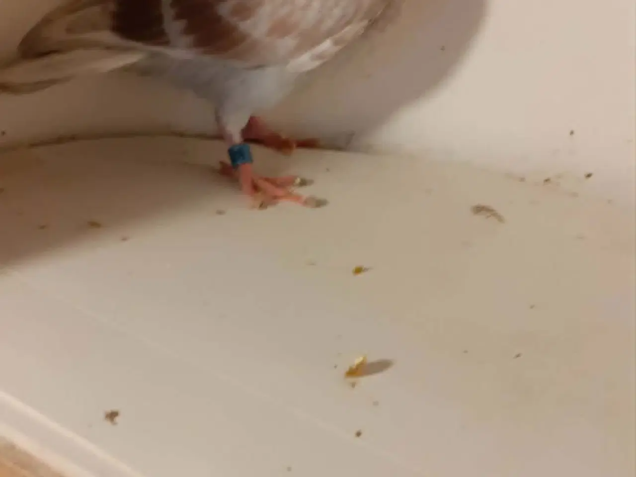 Billede 3 - Brevduerunger er klar til at flytte