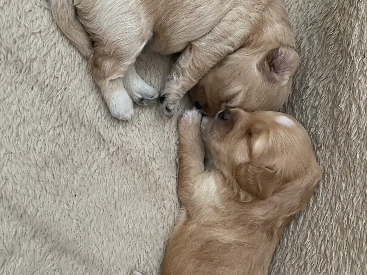 Billede 1 - Cavapoo