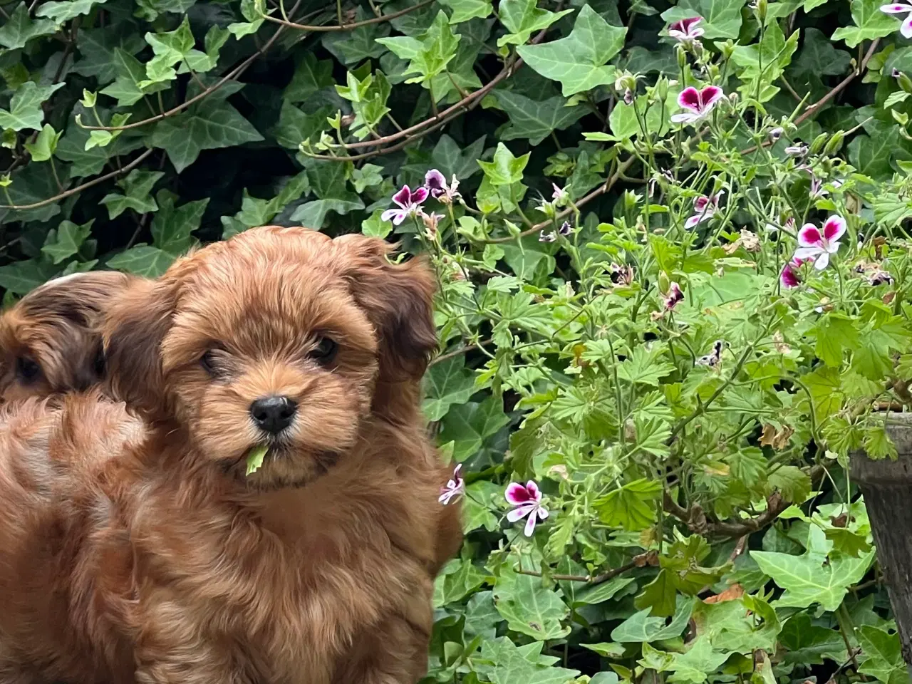 Billede 14 - Smukke & Søde Bichon Havanais 💐