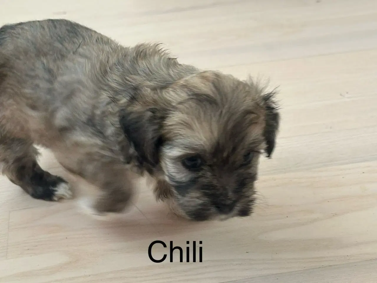 Billede 4 - Chili - Lhasa apso