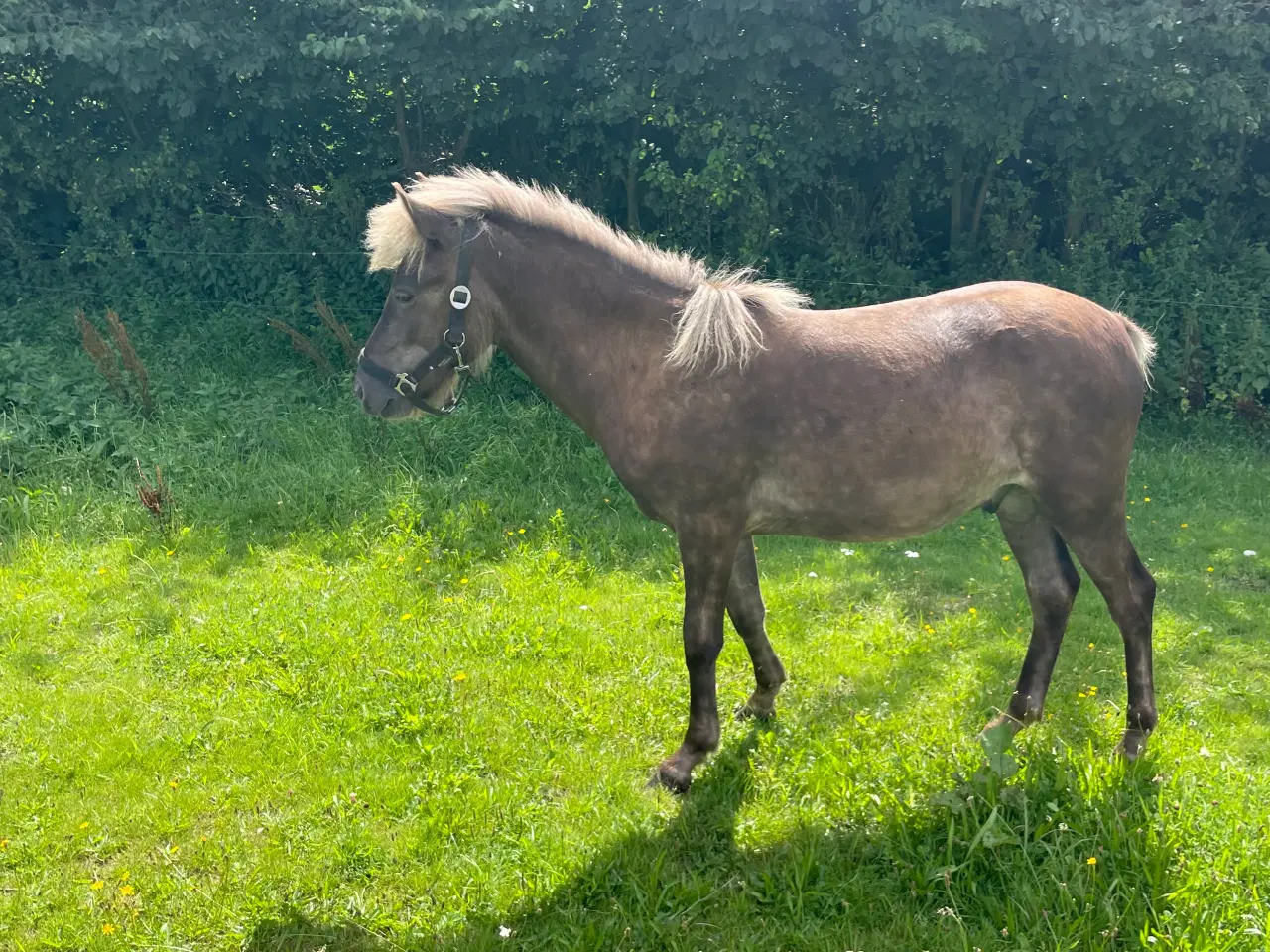 Billede 3 - Hrímfaxi frá Faurby