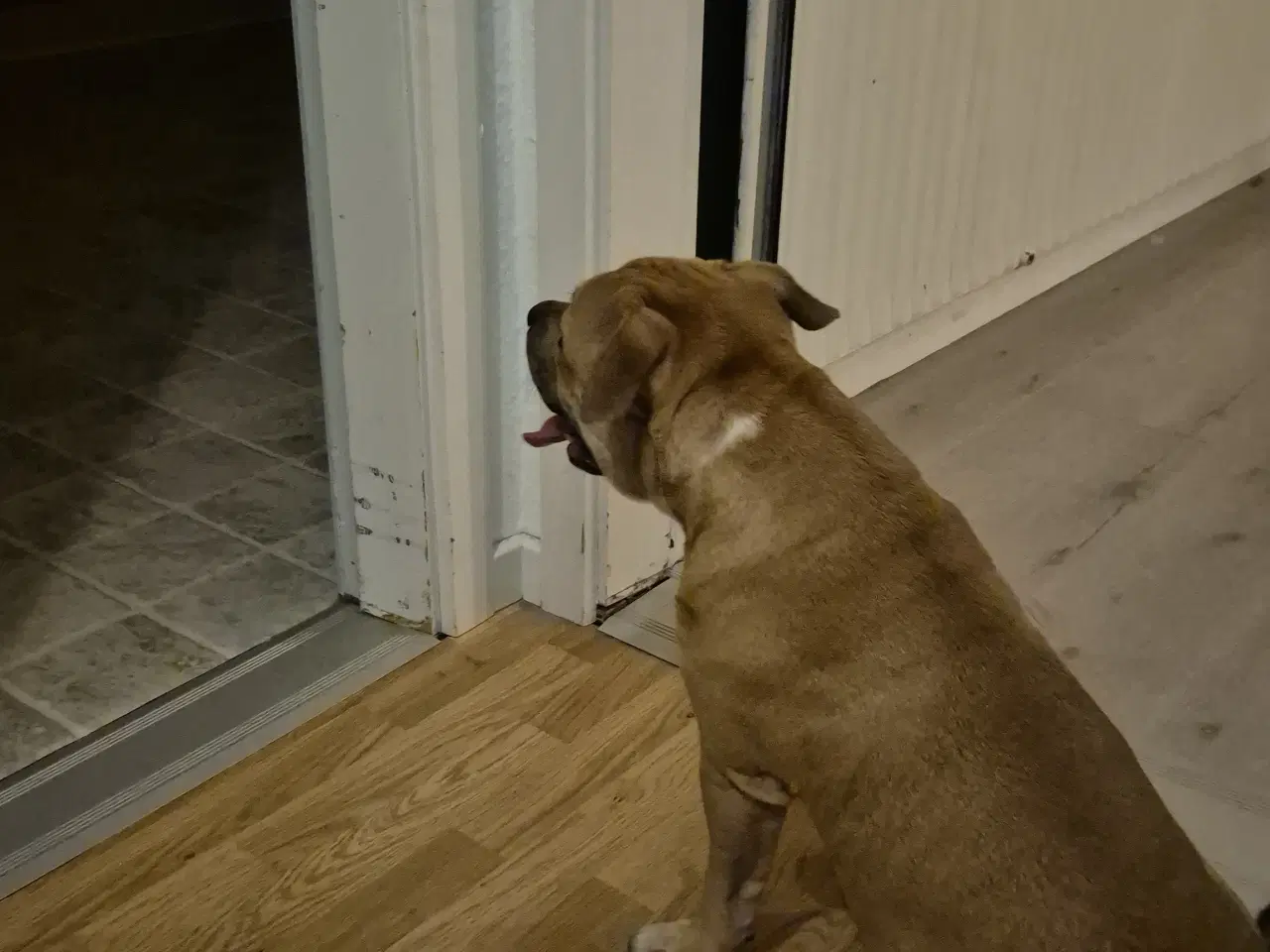 Billede 3 - Skøn og velopdraget hvalp på 8 mdr