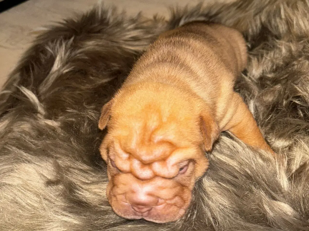 Billede 13 - Smukke Old English Bulldog Mix Hvalpe til salg! 🐾