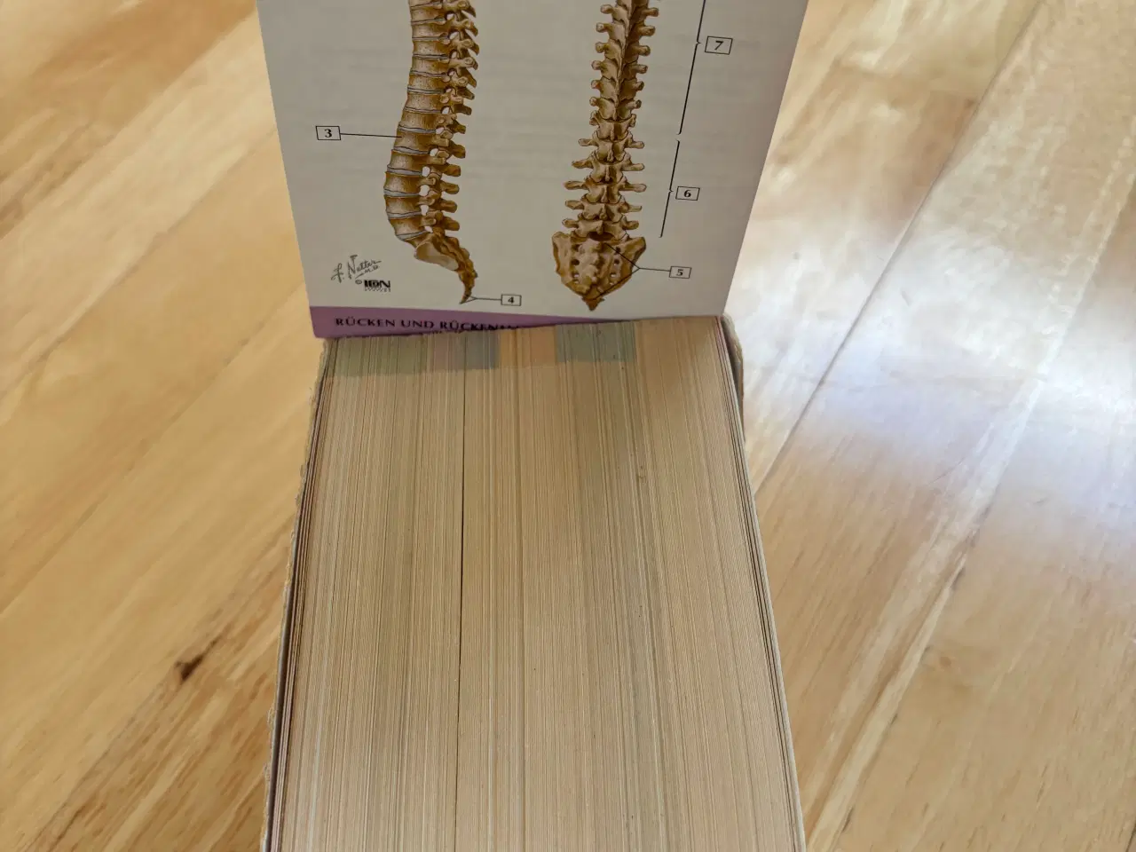 Billede 2 - Anatomiske læringskort